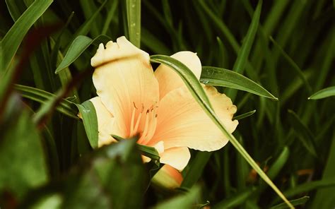 Download Wallpaper 2560x1600 Lily Flower Leaves Grass