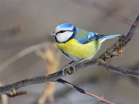 What Do Blue Tits Eat Complete Guide Birdfact