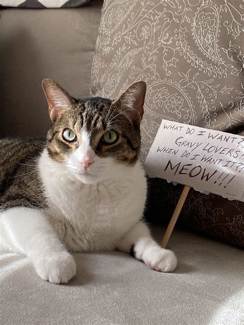 My Cat Decided To Start His Own Protest Rcats