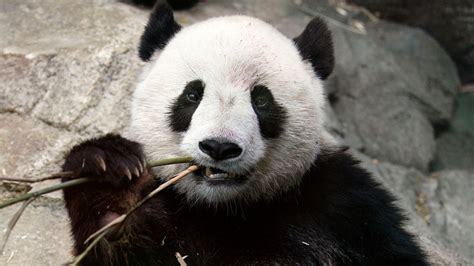 130 Hijos En 25 Años El Panda Que Salvó A Su Especie De La Extinción