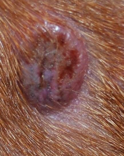 Sebaceous Cyst Dog Paw