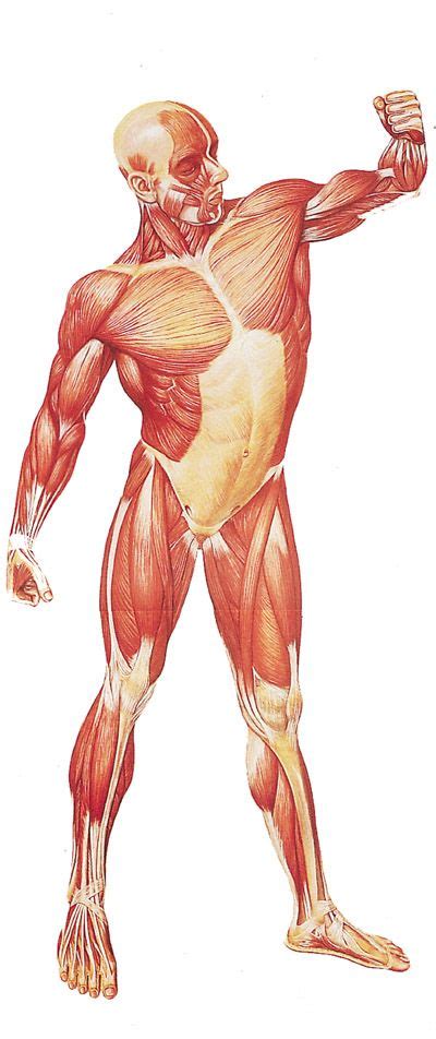Front and back views of the major skeletal muscles of the human body. 70 best Muscular System images on Pinterest | Human ...