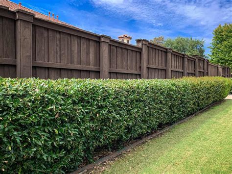 How Close To A Fence Can I Plant A Hedge