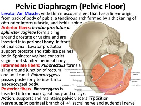 Pelvic Floor Muscles Anatomy Ppt Review Home Co