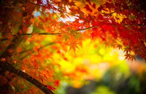 777236 Autumn Maple Foliage Branches Rare Gallery Hd Wallpapers