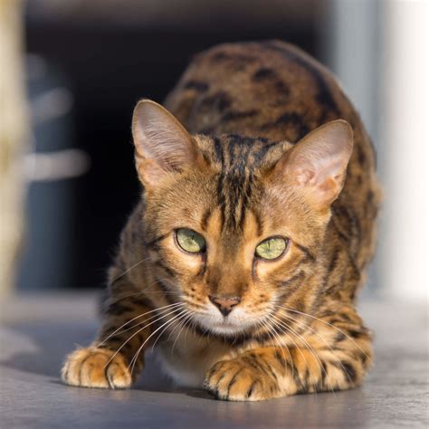 Bengal Katze Charakter Merkmale Und Haltung