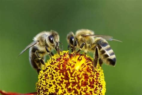 ¿por qué son tan importantes las abejas para el ser humano renovables verdes
