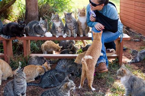 People Travel To This Idyllic Cat Sanctuary In Hawaii To Play With 500