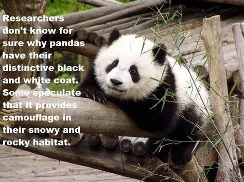 Top 10 Fun Facts About Pandas Web Stories Tech Riset