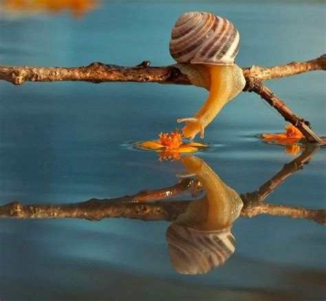 The Magical Miniature World Of Snails Neatorama