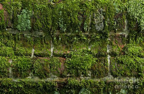 Moss Covered Wall Photograph By John Greim