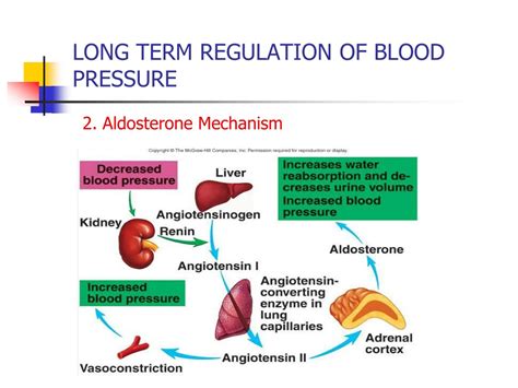Ppt Regulation Of Blood Pressure Powerpoint Presentation Free