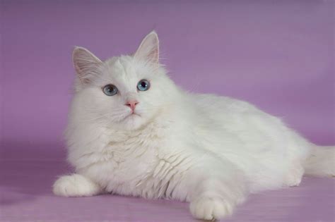 Siberian cat personality and temperament. SIBERIAN VIRGINIA - Siberian Cats