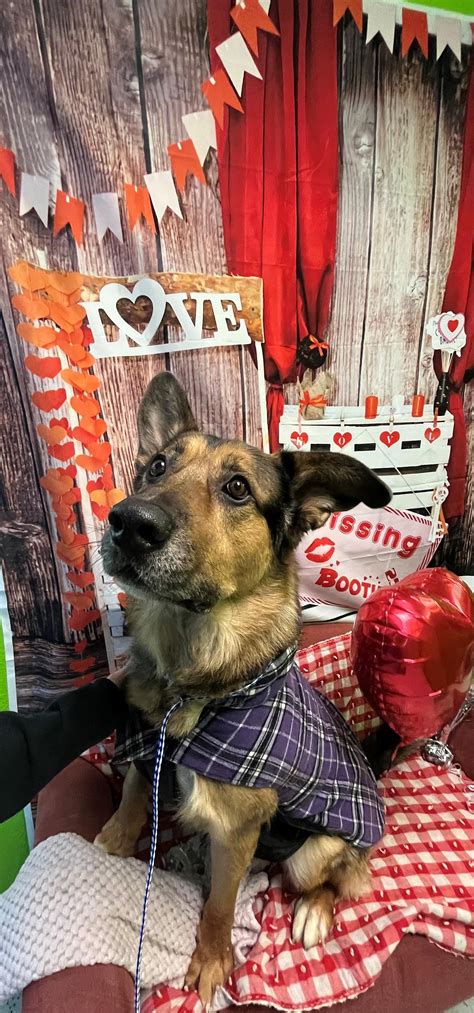 Pet Boarding Reno, Pet Grooming Reno, NV. - Pet Albums