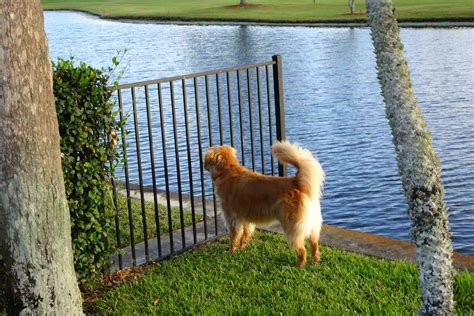 7 Reasons Why Golden Retrievers Are Good Protective Dogs Retriever