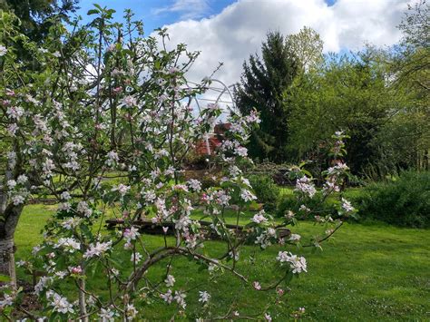 End Of The Oregon Trail Pioneer Garden Appleblossoms