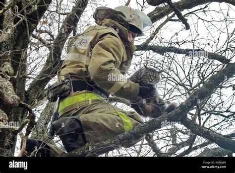 Rescue Cat In Tree High Resolution Stock Photography And Images Alamy