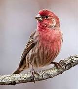 Red House Finch Song