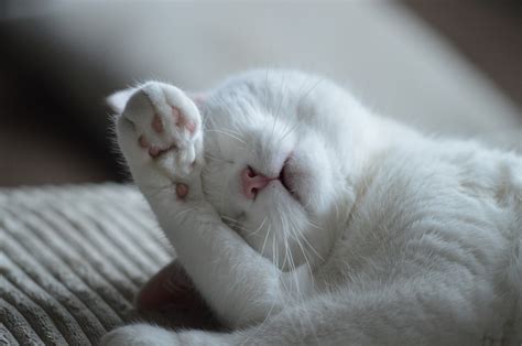 Free Images White Sweet Animal Cute Pet Kitten Rest Lounge