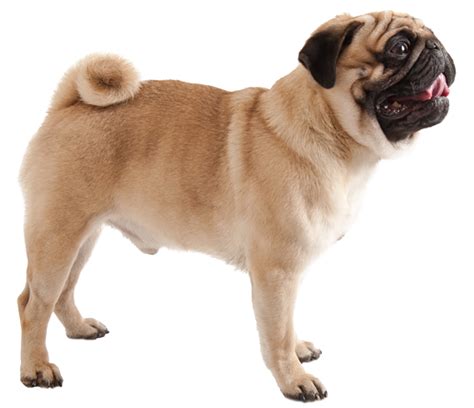 Pug Png Images Hd Png Play