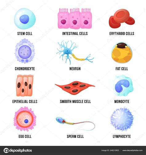 Lista Foto Tipos De Celulas Del Ser Humano El último