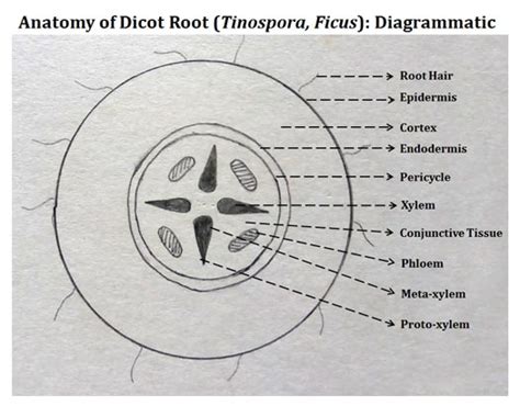 Anatomy Of Dicot Root Easybiologyclass