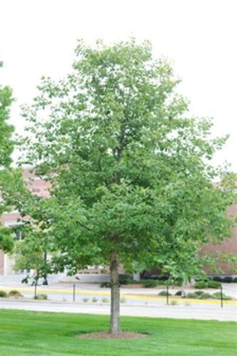 Maybe you would like to learn more about one of these? Quercus muehlenbergii | Chinkapin Oak | Pea Ridge Forest