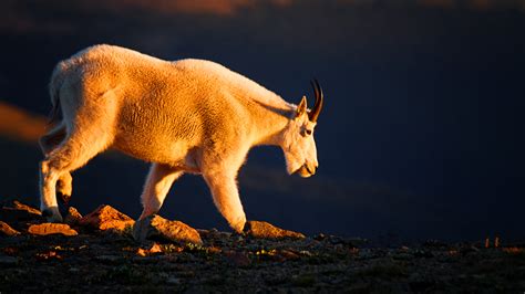 Mountain Goat Follow The Sun