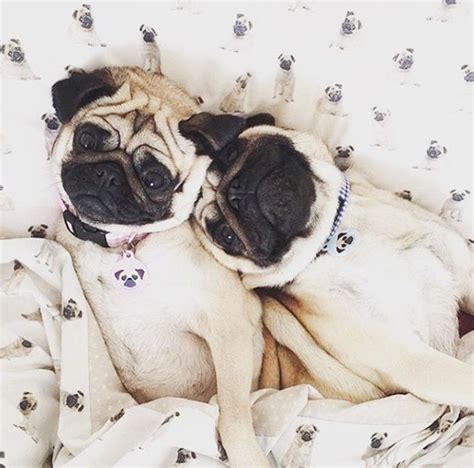 Two Pugs In A Pod Pugs Pug Love Dogs