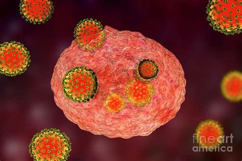 Covid 19 Coronaviruses Infecting Human Cells Photograph By Kateryna Kon