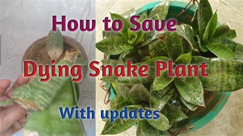 Avoid placing them under direct sunlight as it can dry the leaves. How to Save a Dying Snake Plant /Revive Dying Snake Plant ...