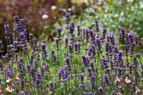 Lavandula Angustifolia Andsealand Lavender Andsealand Shrubsrhs Gardening