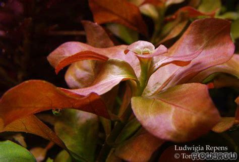 How To Plant Ludwigia Repens