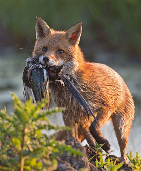 Figured foxes were in the cat family and can't quite place a. Do foxes kill for fun? | Wildlife Online