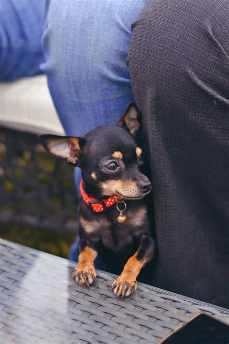 Should You Get A Miniature Pinscher Chihuahua Mix Well Help You