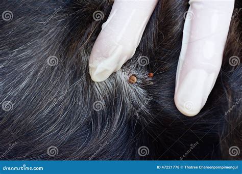 Closeup Of Red Ticks On Black Dog Fur Stock Photo Image 47221778