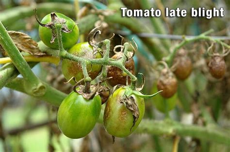 Tomato Early Blight Disease Causes Symptoms And Treatment