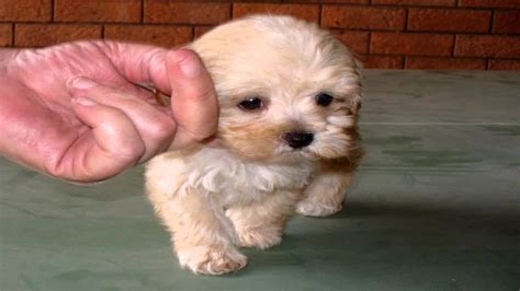 Patty's pups has adorable puppies for sale, ready for you to take home today. Hi, this is Cindy. Cindy is a toy Maltese/Shih Tzu cross ...