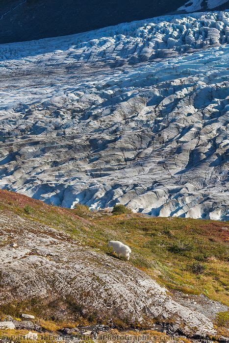 Mountain Goat Exit Glacier Kenai Fjords National Park Kenai