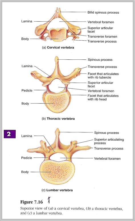 A schematic is defined as a picture that shows something in a simple way, using symb. vertebrae labeled | Anatomy System - Human Body Anatomy ...