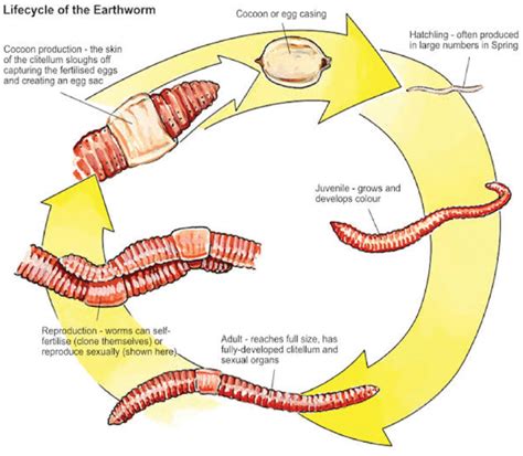 Lifecycle Reproduction Cycle Of The Earthworm Eisenia Fetida Venter