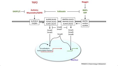 Tgfβ And Bmp Signaling In Skeletal Muscle Potential Significance For