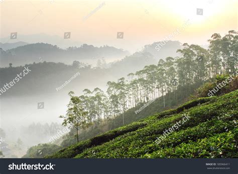 Beautiful Sunrise Over Foggy Tea Plantation In Munnar Kerala India