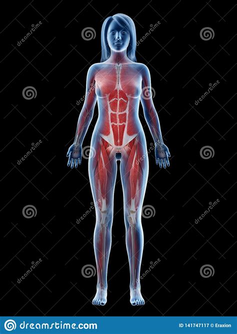 A Females Muscle System Stock Illustration Illustration Of Human