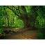Landscape Nature Tree Forest Woods Path Wallpapers HD / Desktop 