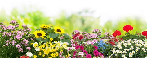 Flores De Verano 17 Especies Que Embellecen Tu Jardín