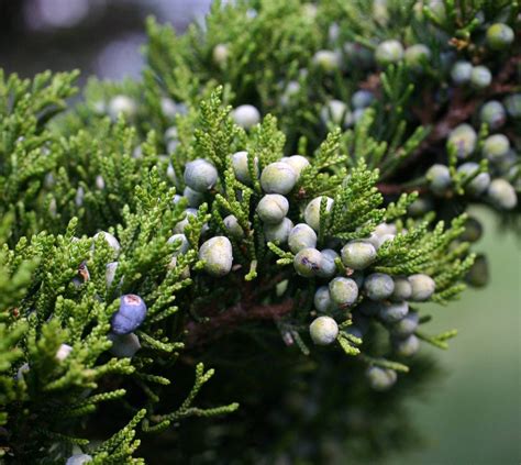 Seinet Portal Network Juniperus Virginiana