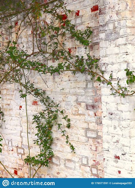 Climbing Vine On Brick Wall Stock Image Image Of Brick Springtime