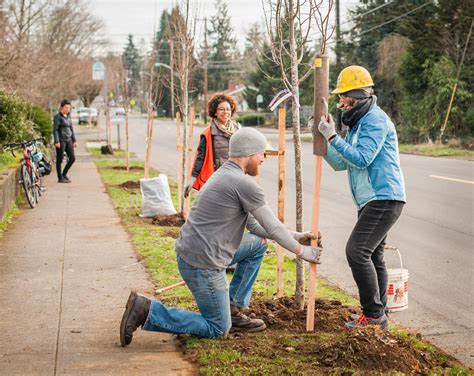 Plant Street And Yard Trees W Friends Of Trees In Se Portland April