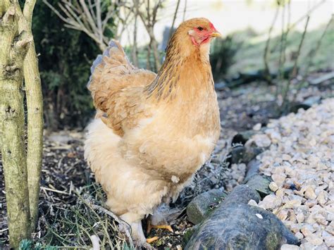Blue Buff Columbian Brahma Pullet Backyard Chickens Learn How To